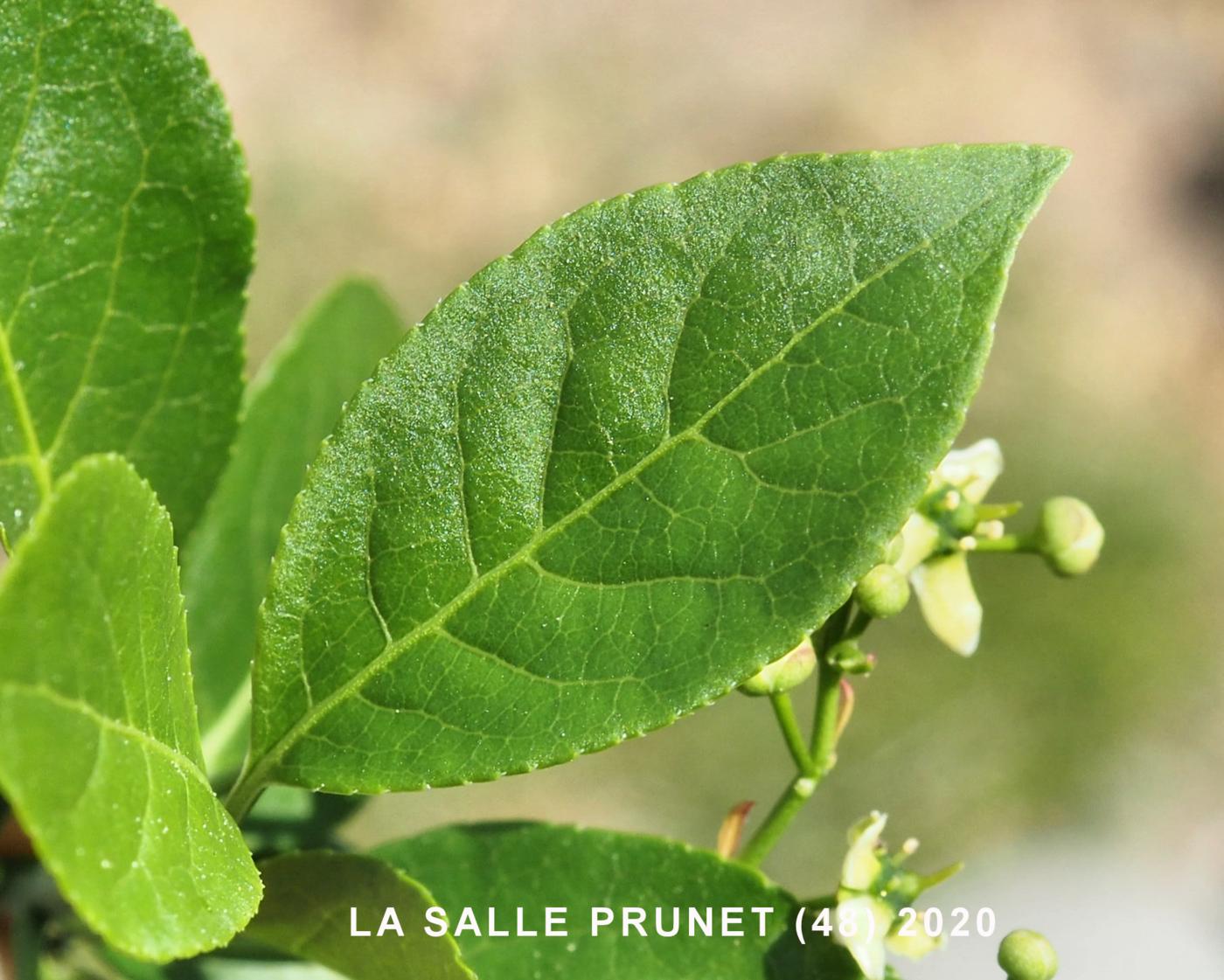 Spindle-tree leaf